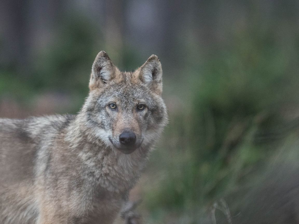 Wolfsportrait am Waldrand