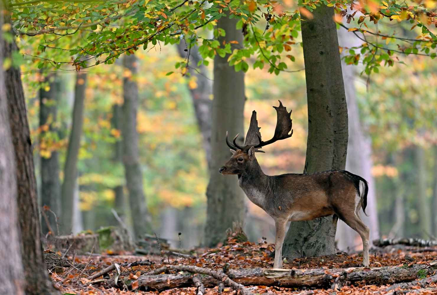 Im Herbstwald