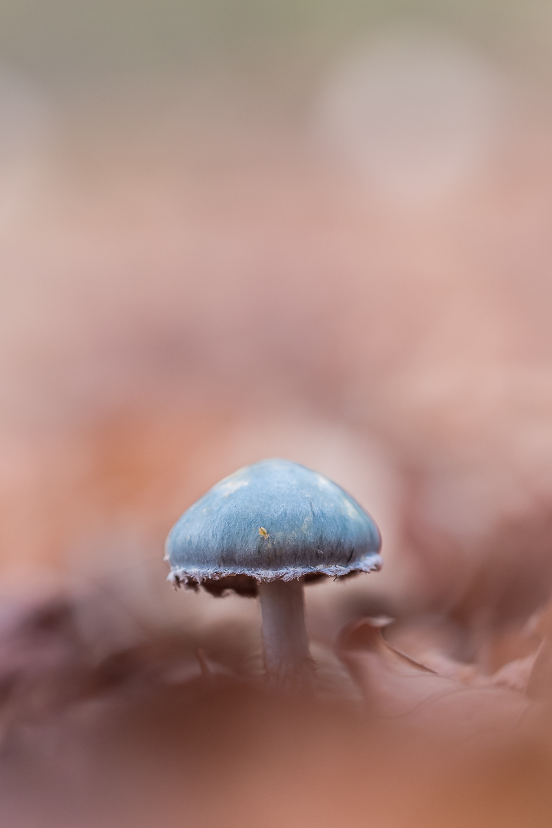 Der kleine Blaue im rotbraunen Laub