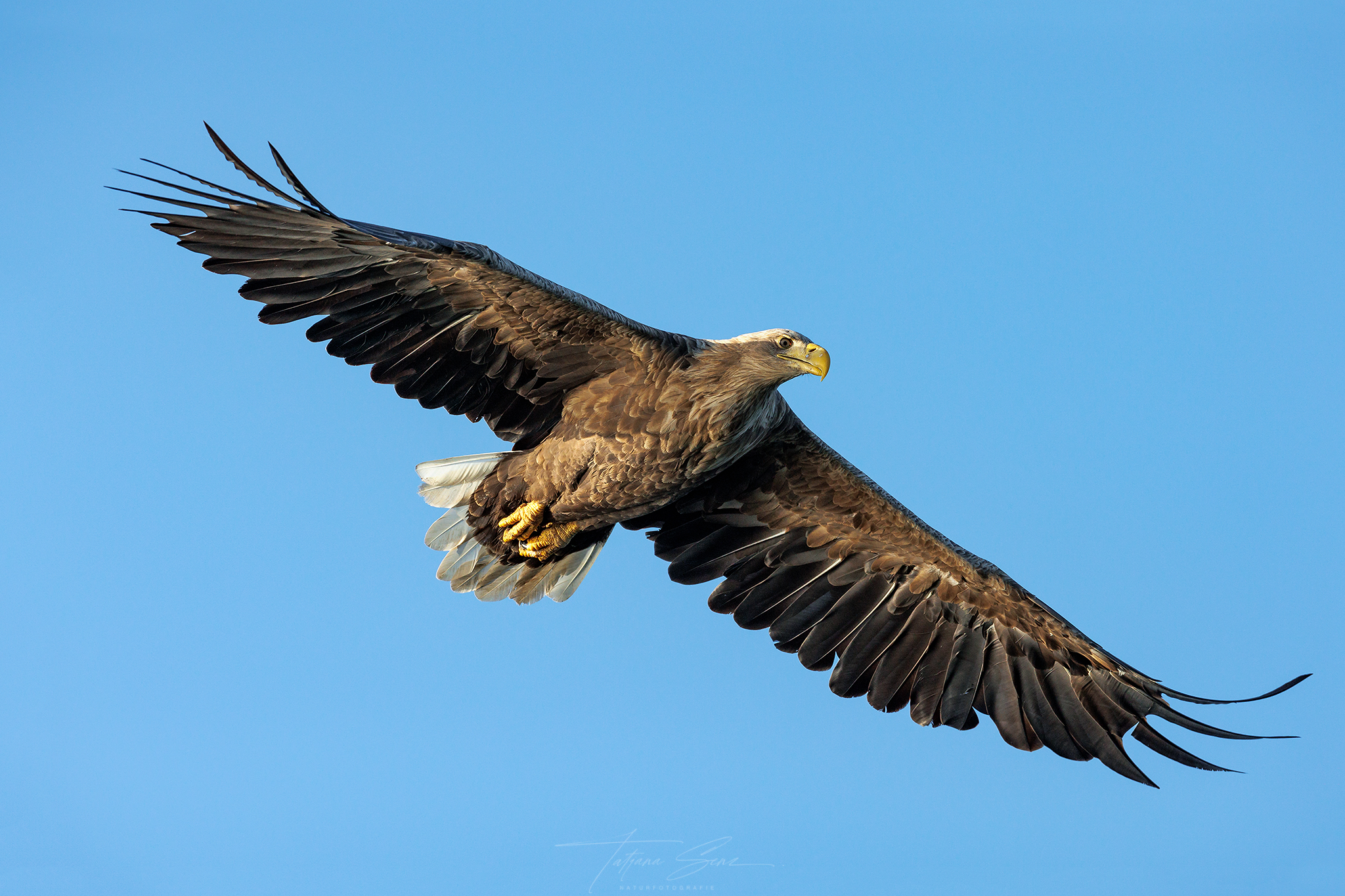 Der Seeadler in voller Pracht /und manchmal Frage ich mich aber - bin ich zu hart zu mir selbst?