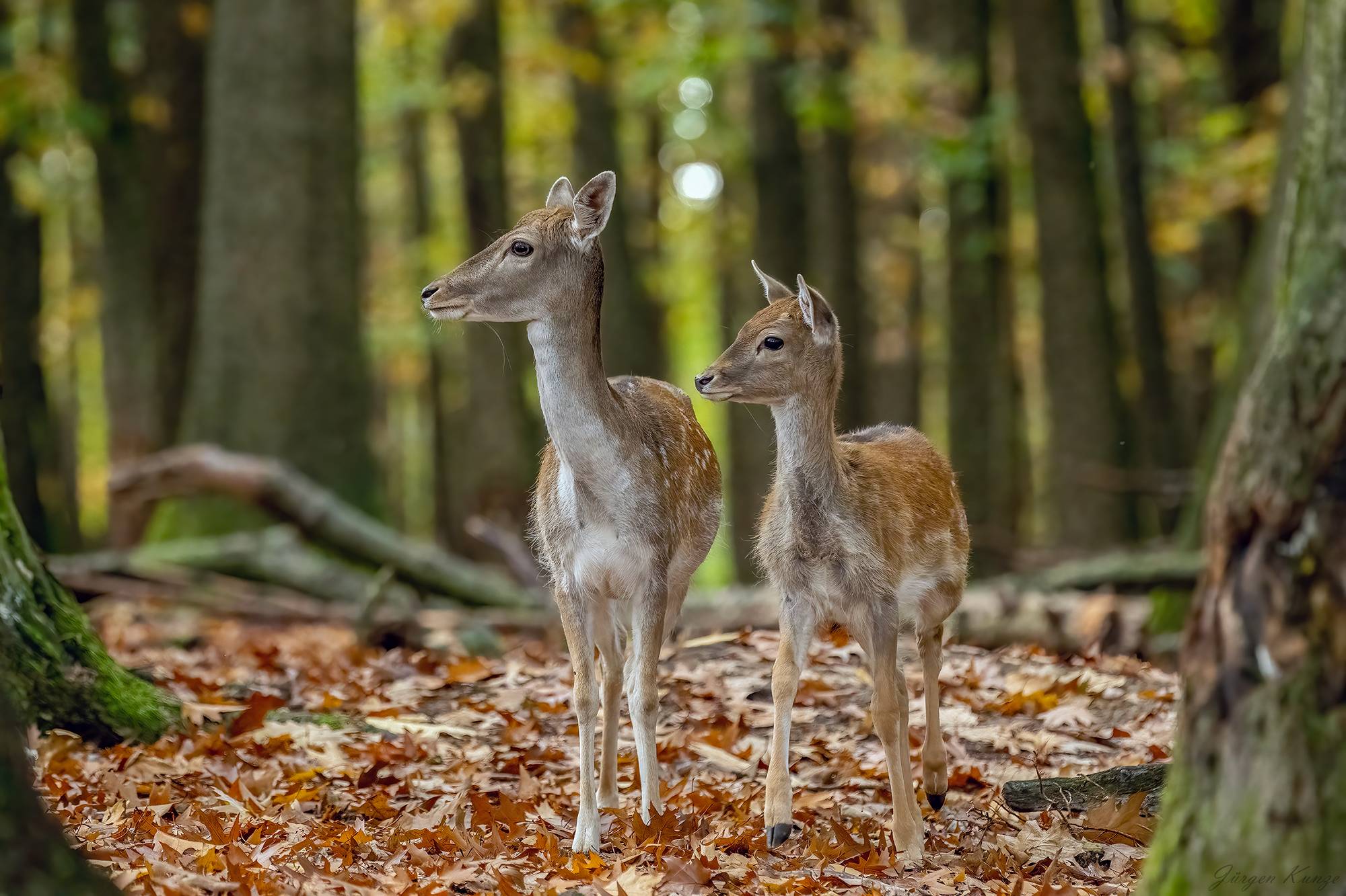 Auugen nach rechts
