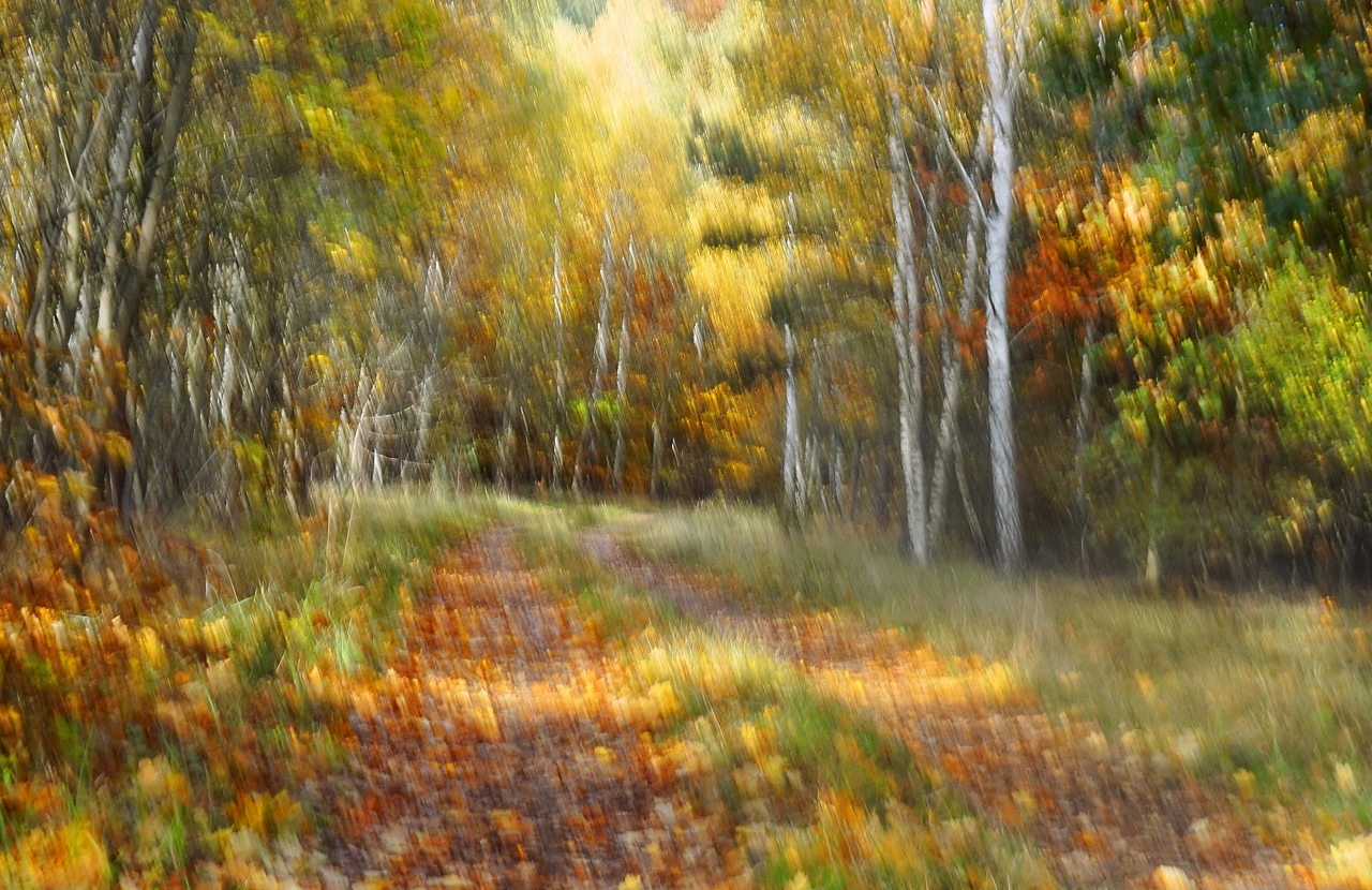 Waldweg frisch gewischt