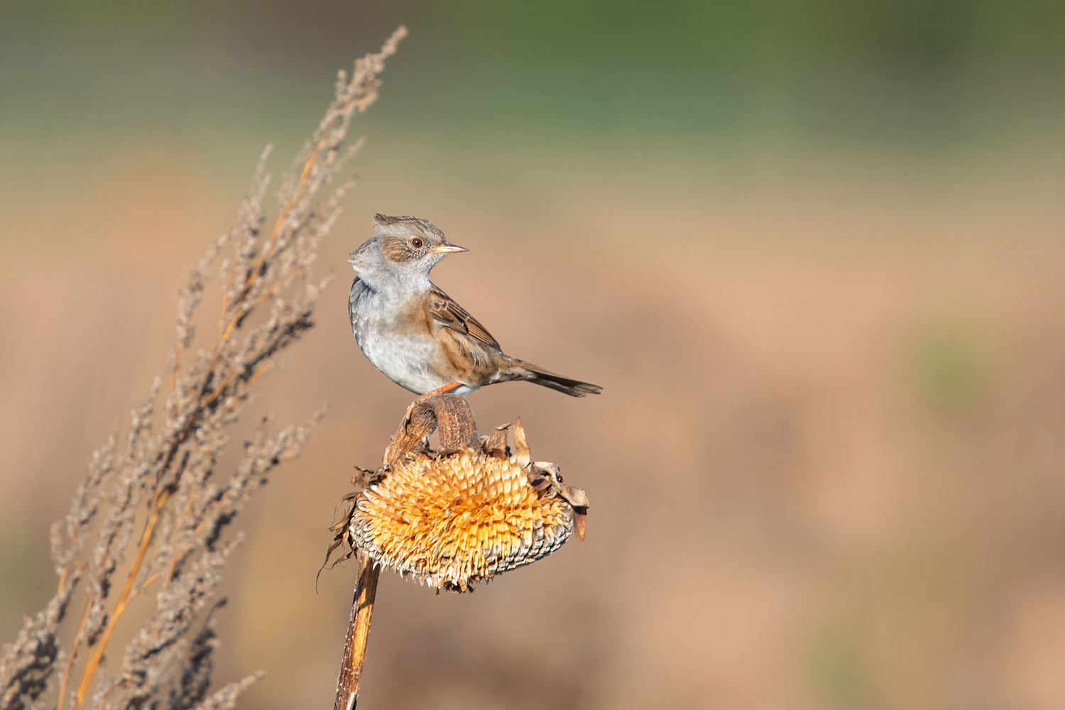 Vögel im Blühstreifen: 1. Heckenbraunelle im Wind