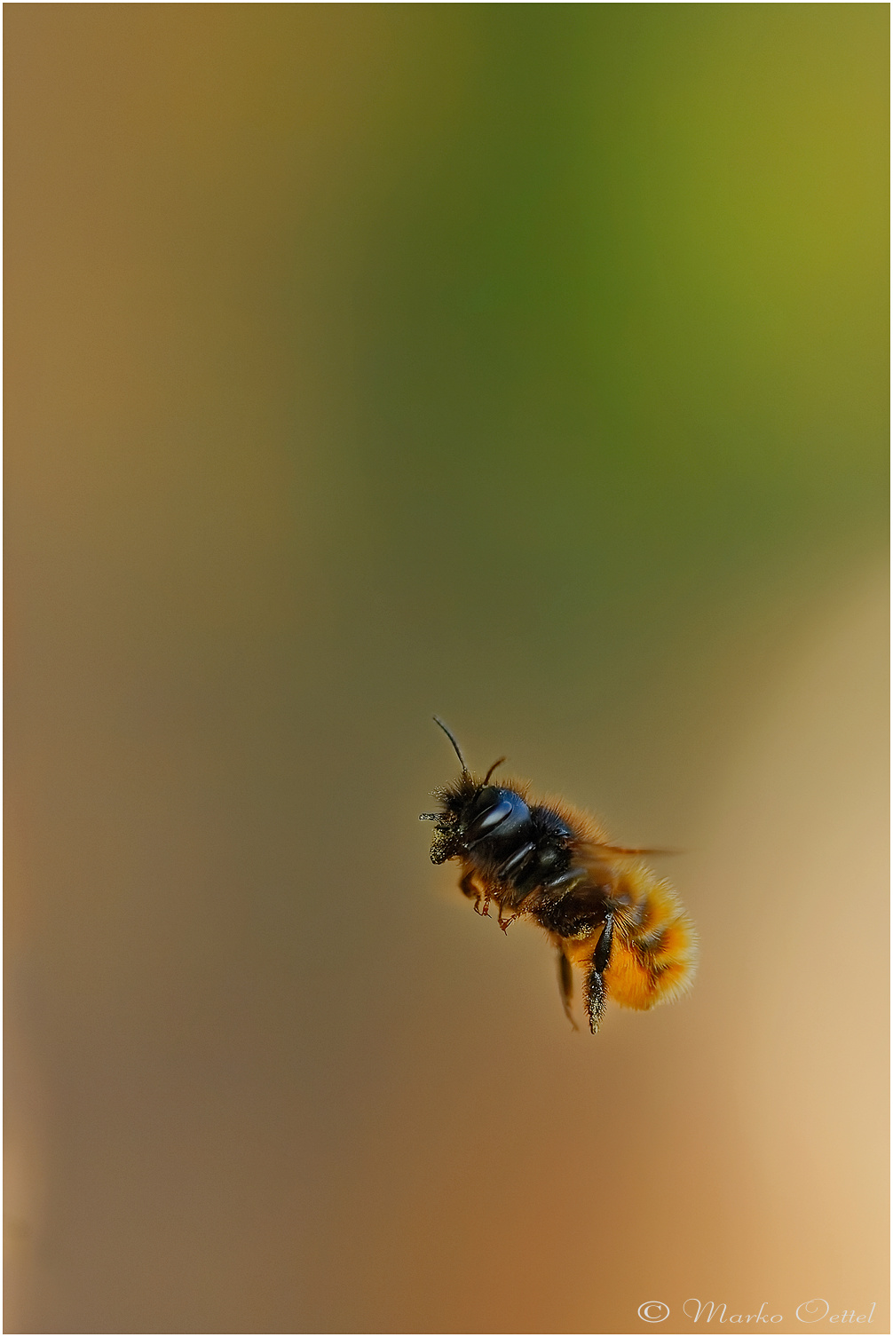 Gehörnte Mauerbiene (Osmia cornuta)