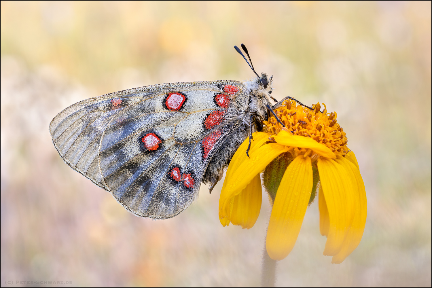 Hochalpen-Apollo (Parnassius sacerdos)