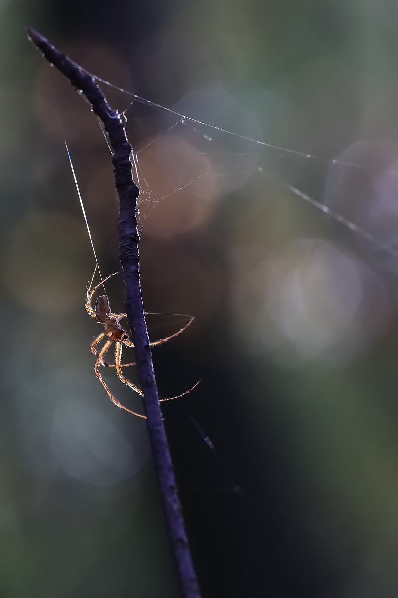 Spinne im Herbst