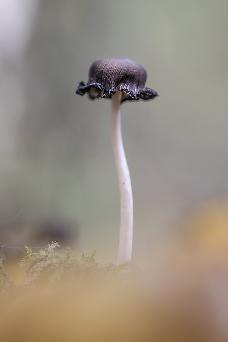 Bio Hut auf Bio Hutständer