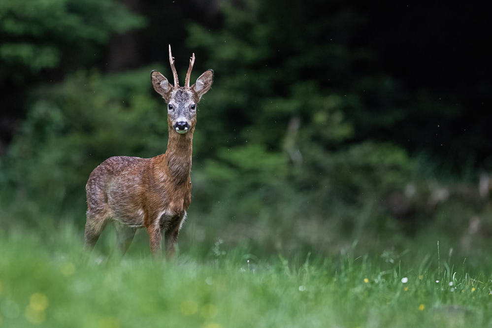 Waldbock