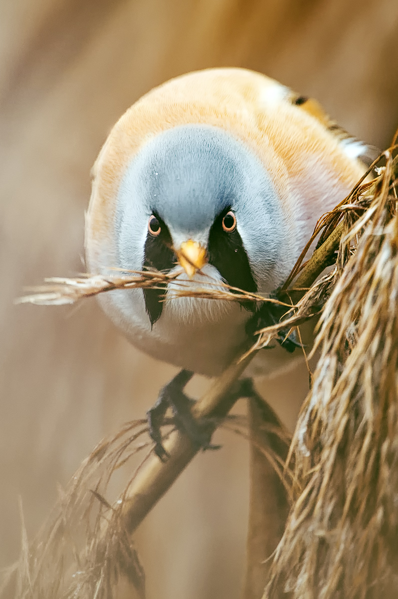 Bartmeisen Closeup