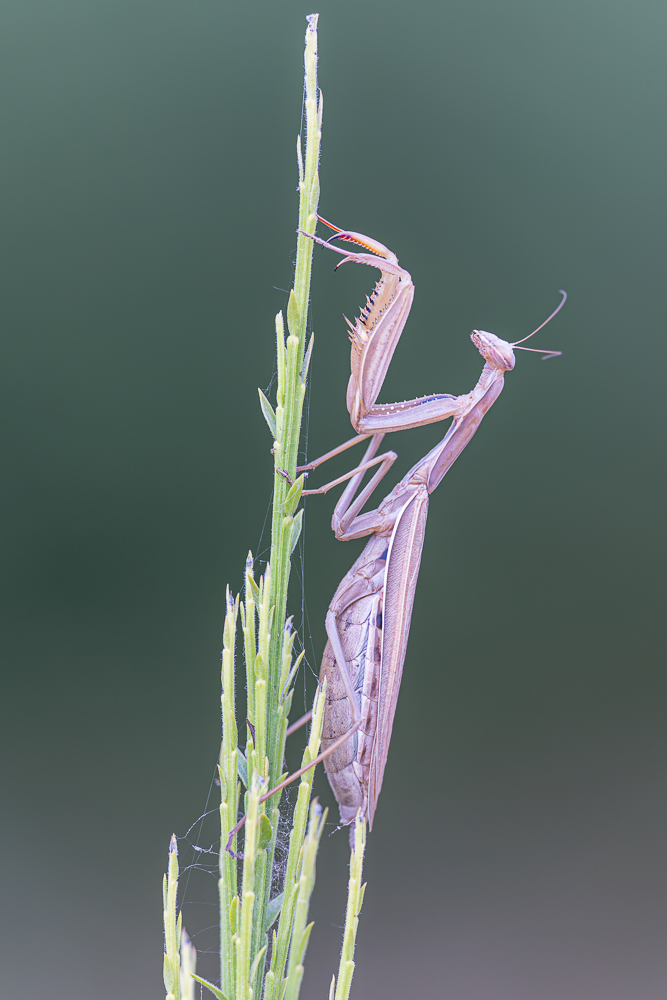 Mantis auf Ginster