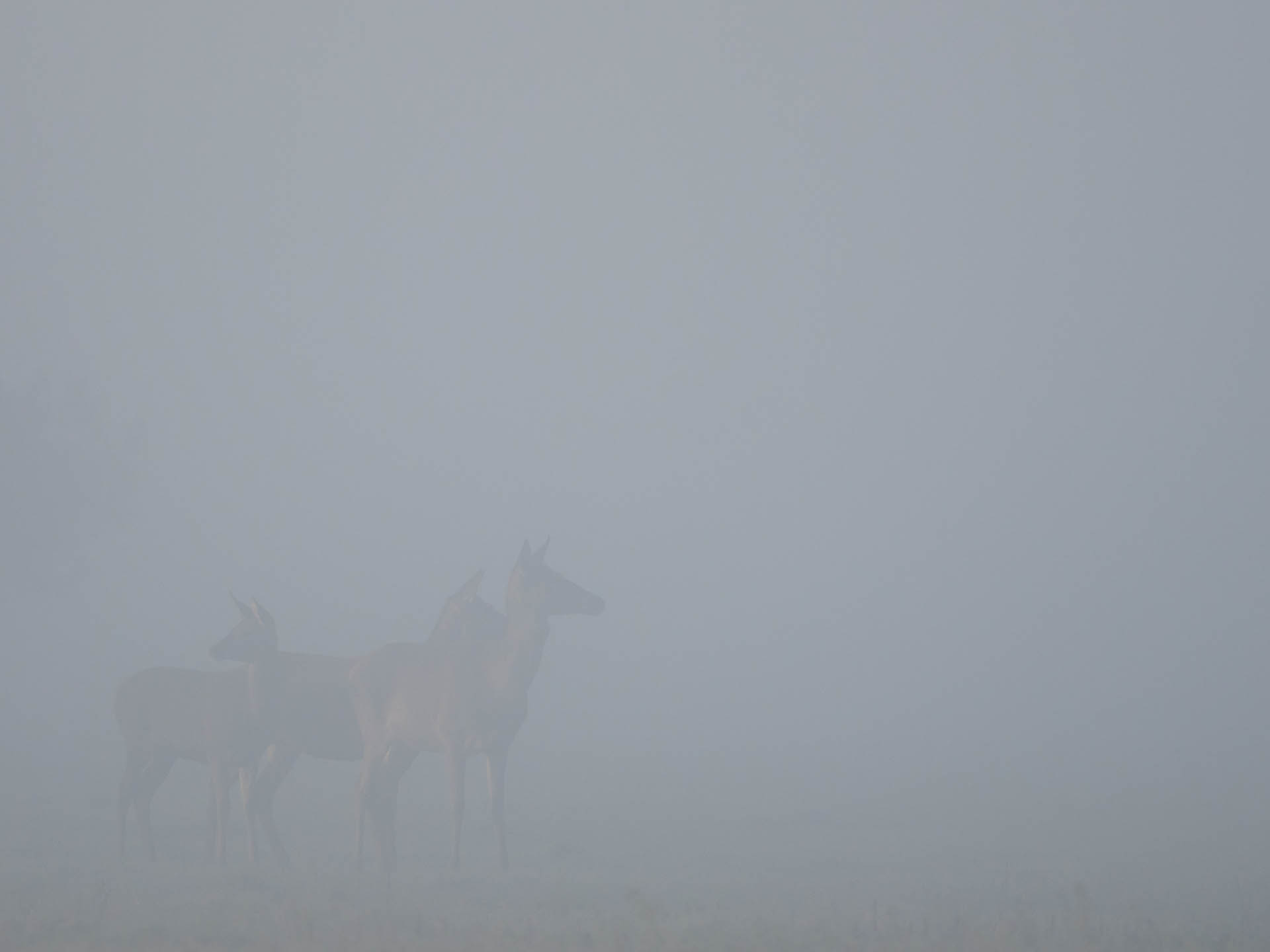 Aus dem Nebel