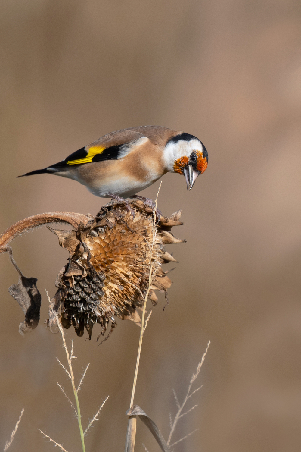 Vögel im Blühstreifen: 2. Stieglitz inspiziert Sonnenblume