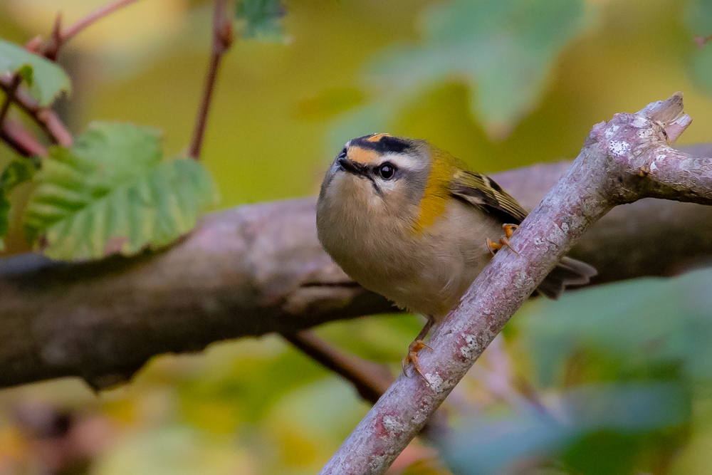 Sommergoldhähnchen