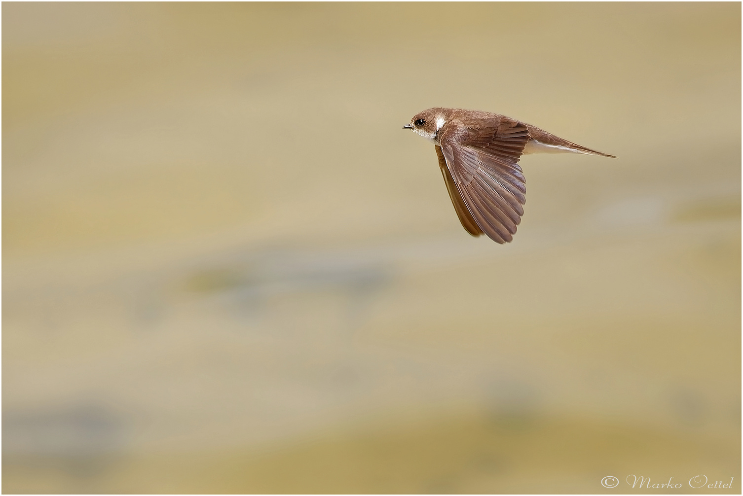 Uferschwalbe (Riparia riparia)
