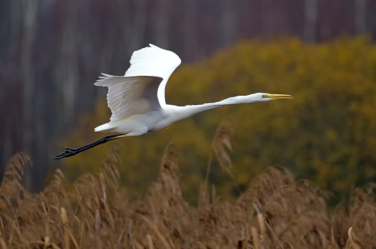 Flugstudie Silberreiher