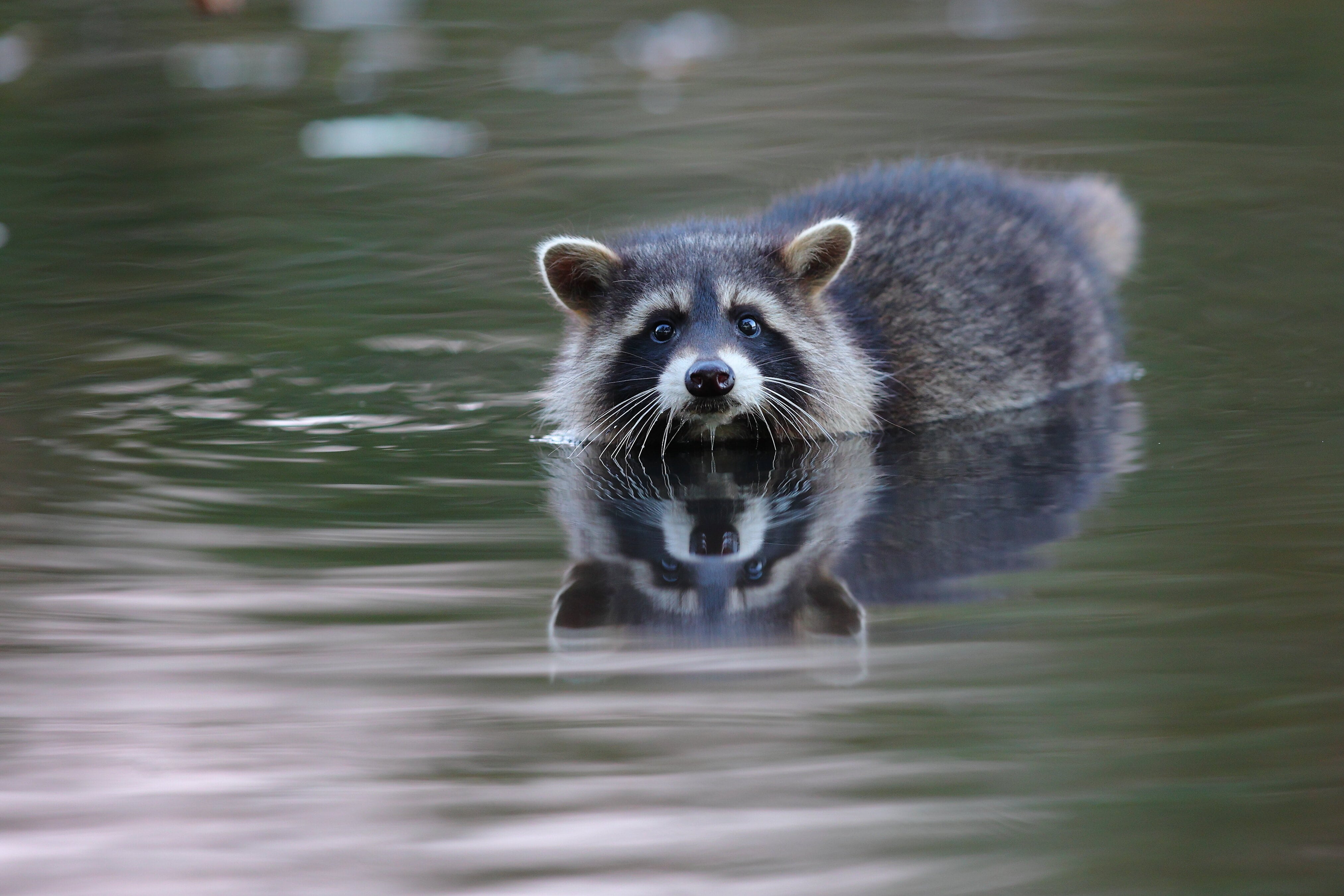 junger Waschbär
