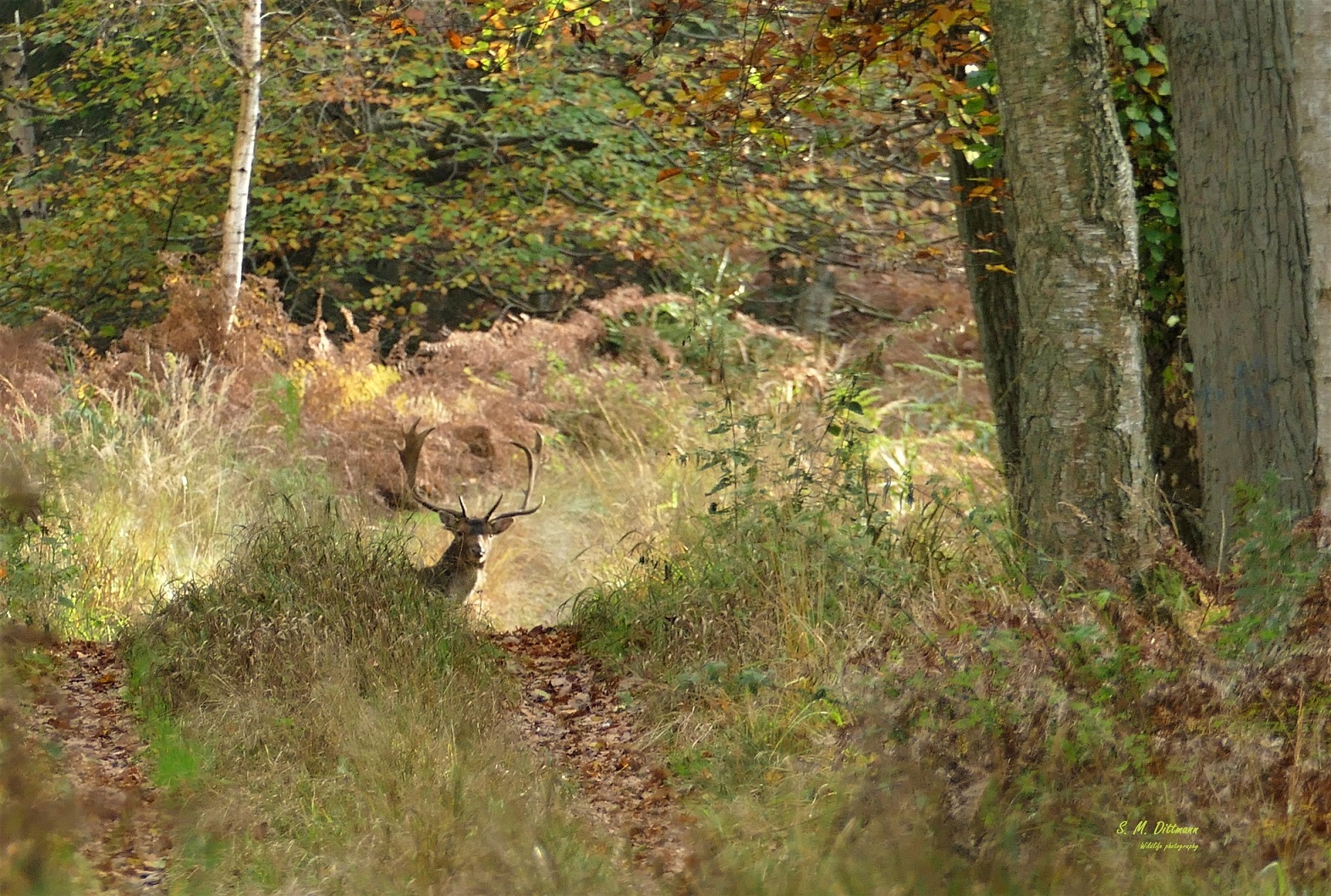Selbe Ort - selbe Hirsch