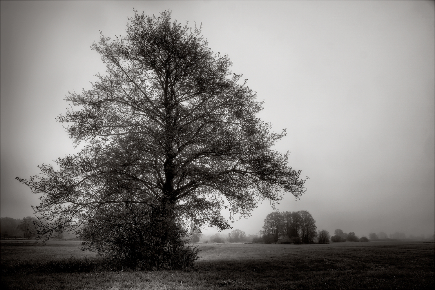 Nebel über den Abenswiesen ...