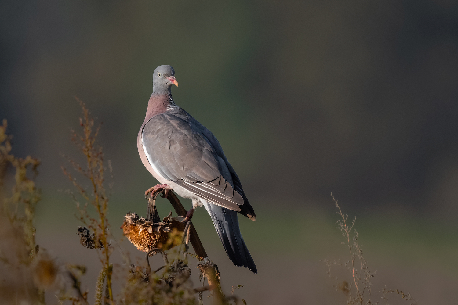 Vögel im Blühstreifen: 3. Die Ringeltaube