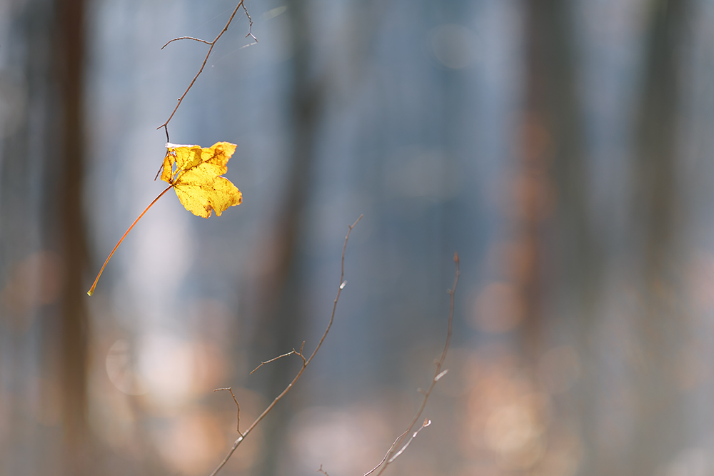 ein letztes Blatt