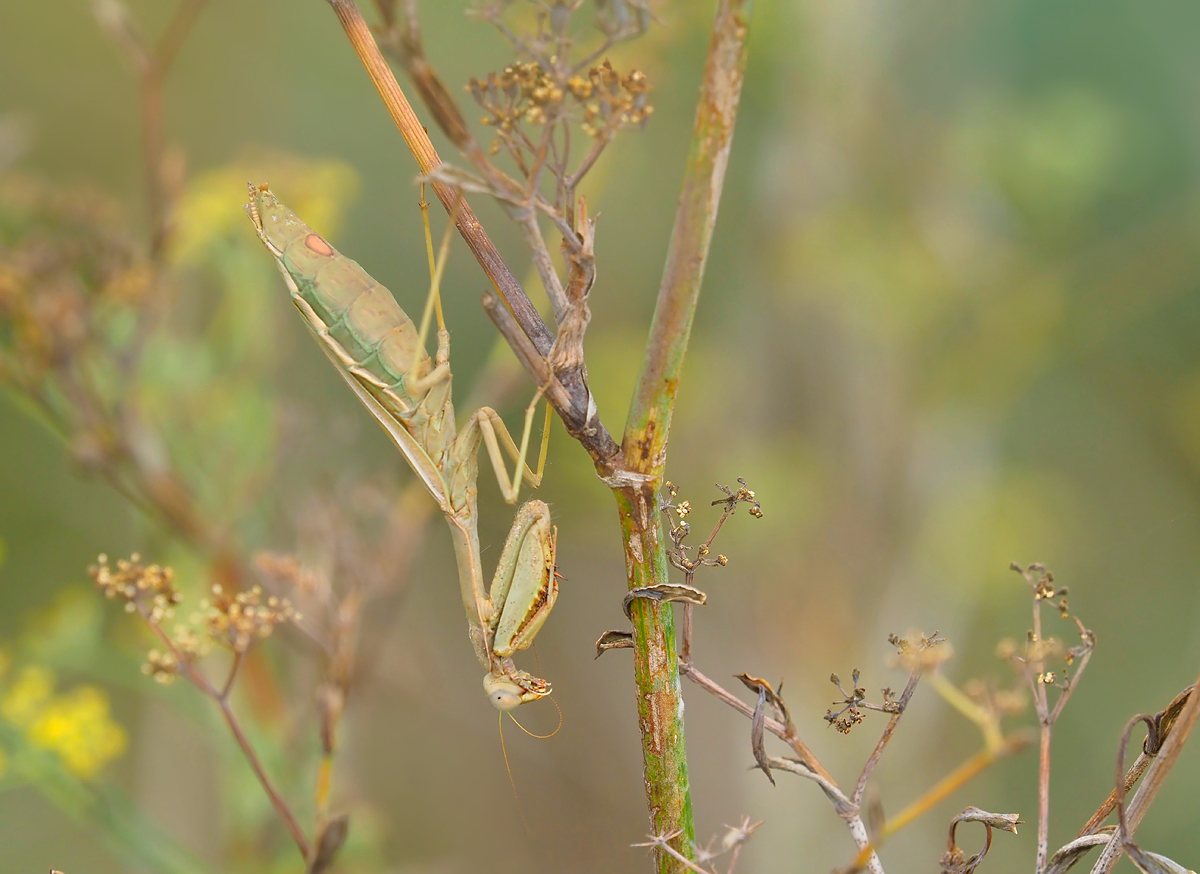 Mantis 