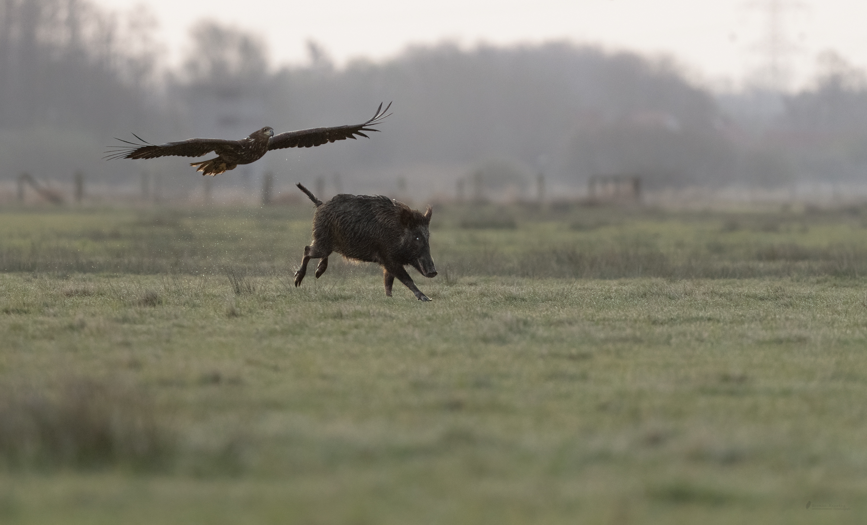 Seeadler gegen Wildschwein