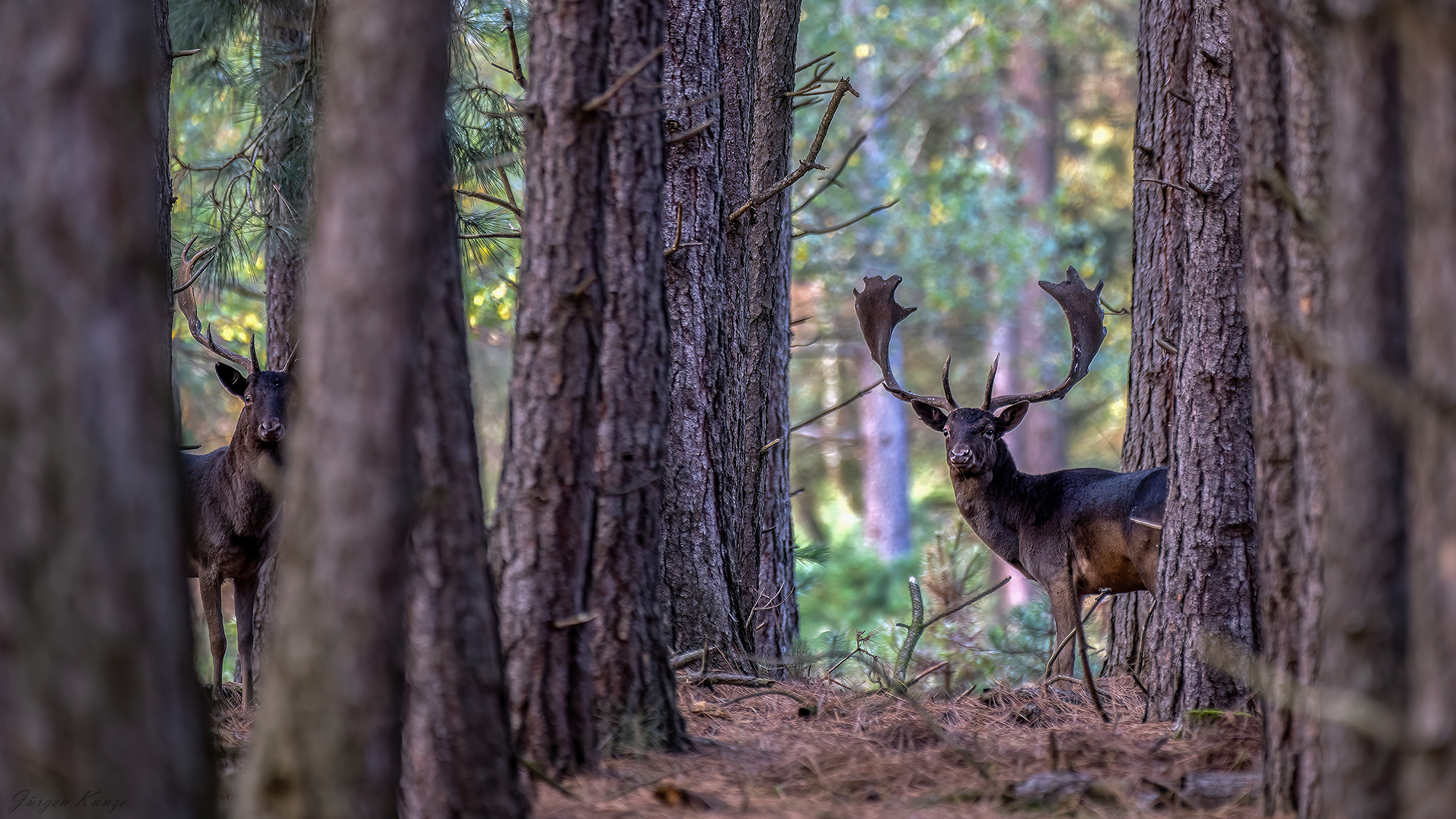 Der Hirsch und sein Spiegel