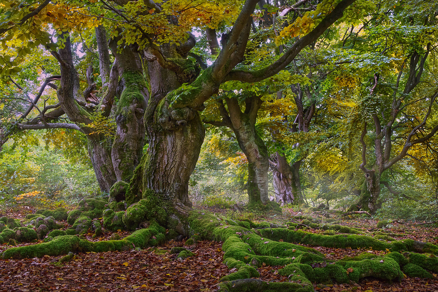 Mittags, 12 Uhr, im Märchenwald (Forum für Naturfotografen)