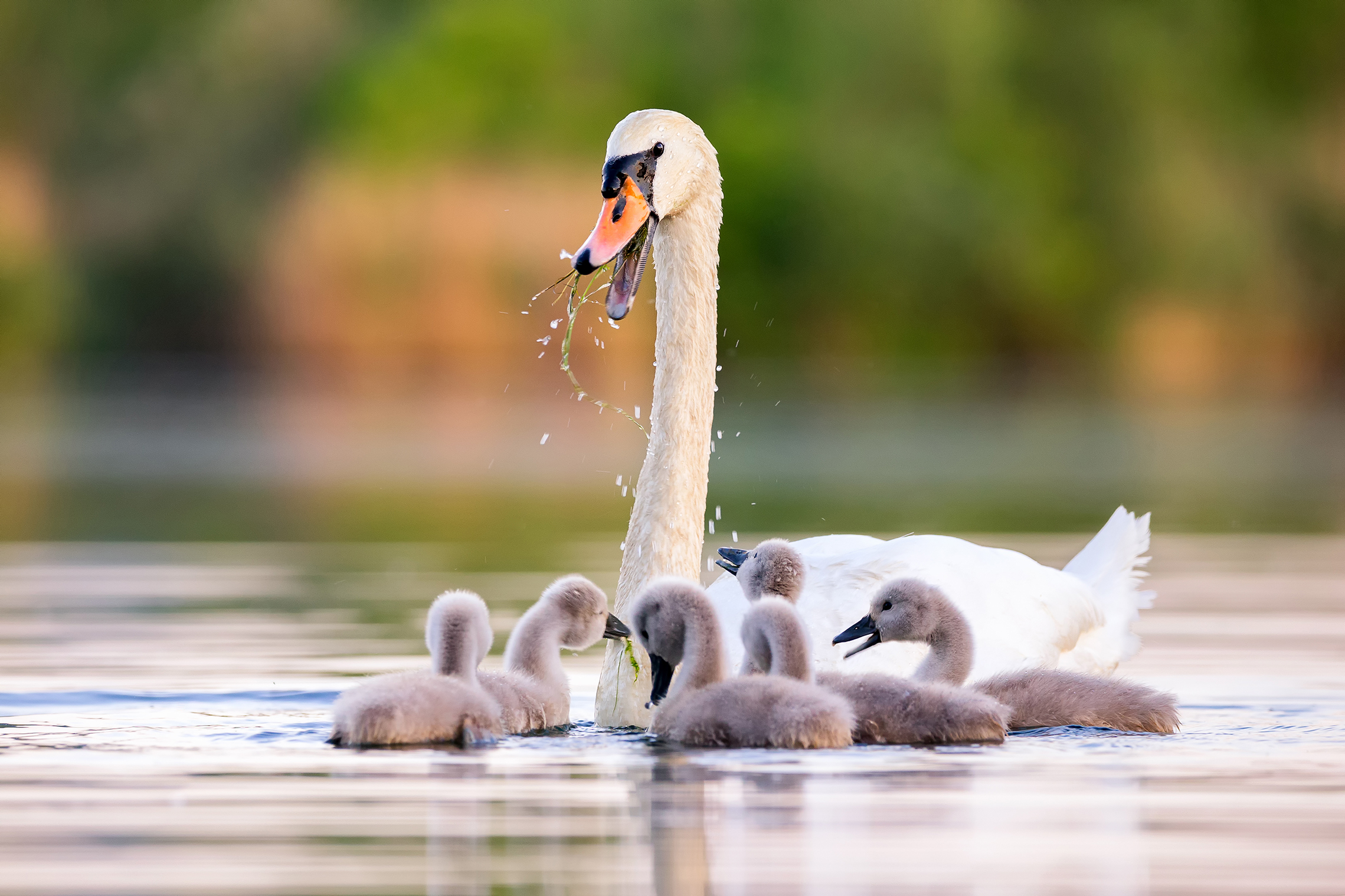 Schwanenfamilie im Abendlicht