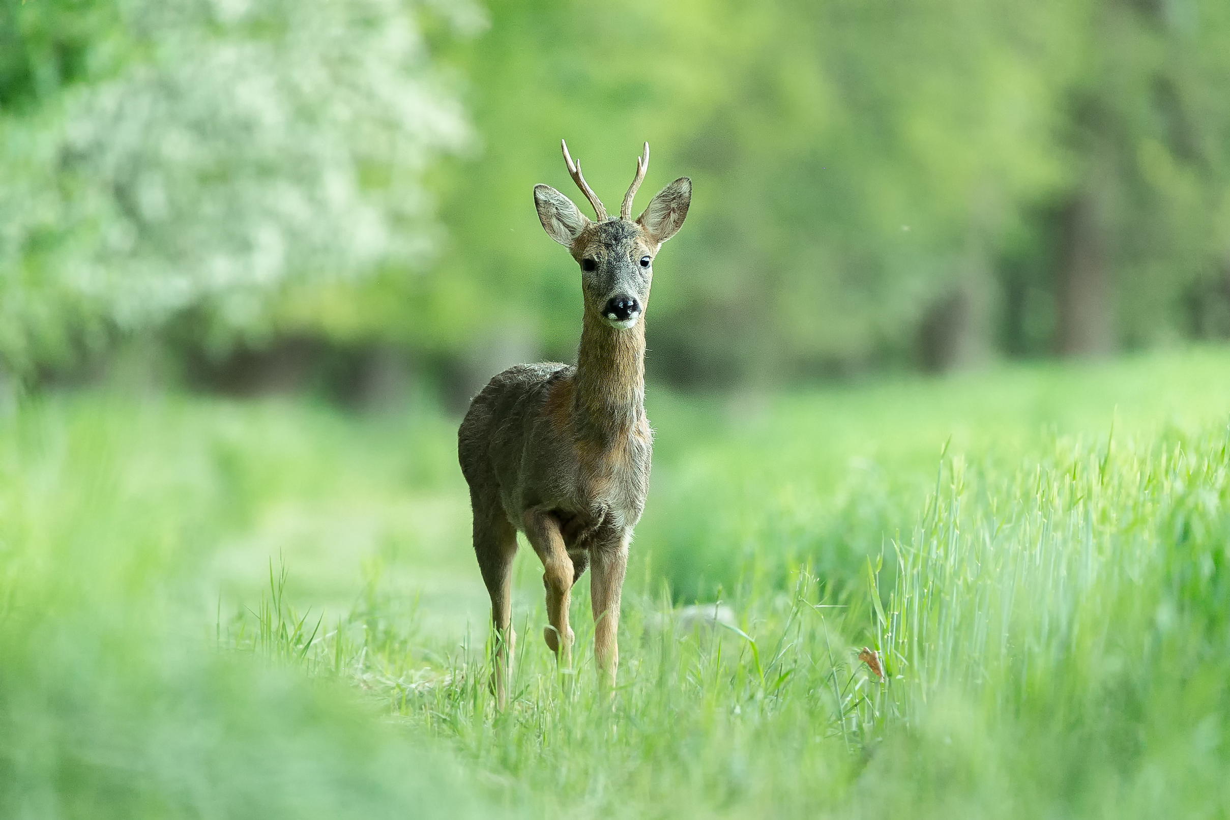 Rehbock am Abend