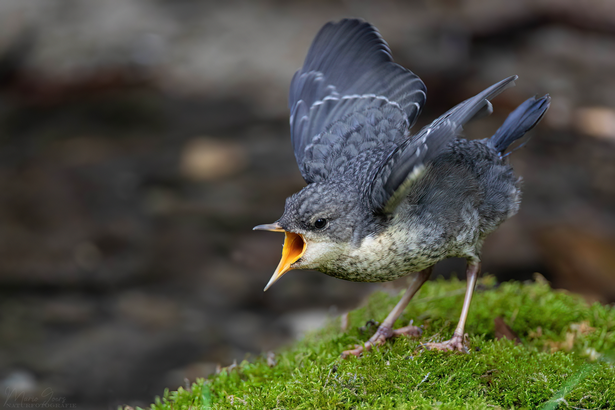 Juvenile Wasseramsel