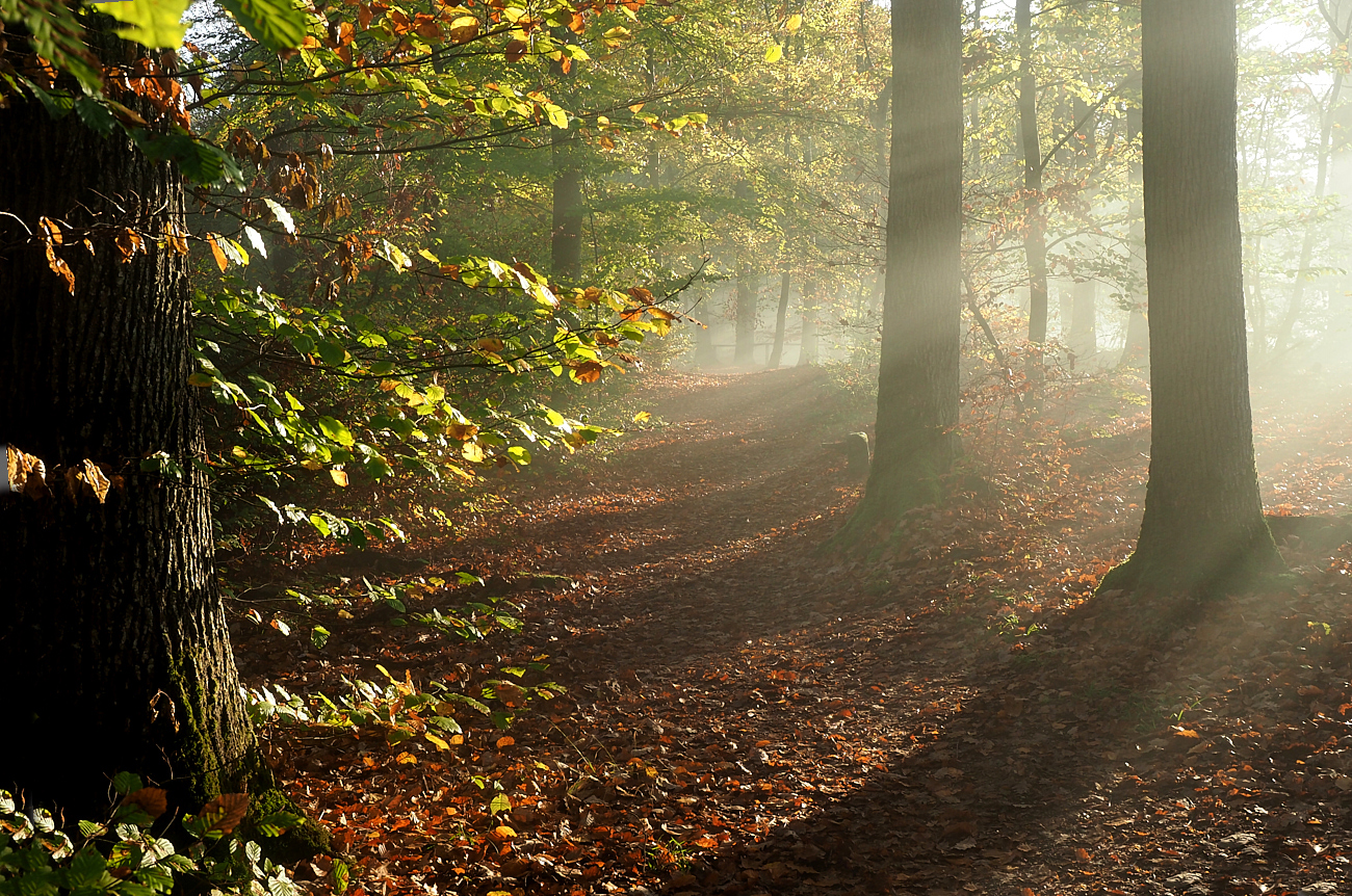 Nochmal Herbstwald