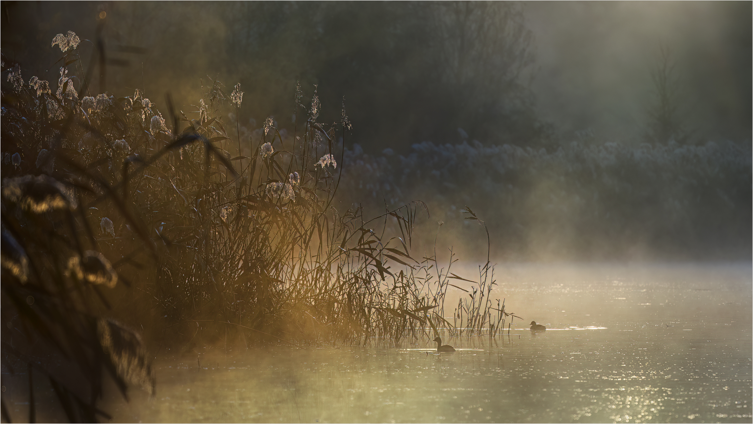 Ein kalter Morgen am See