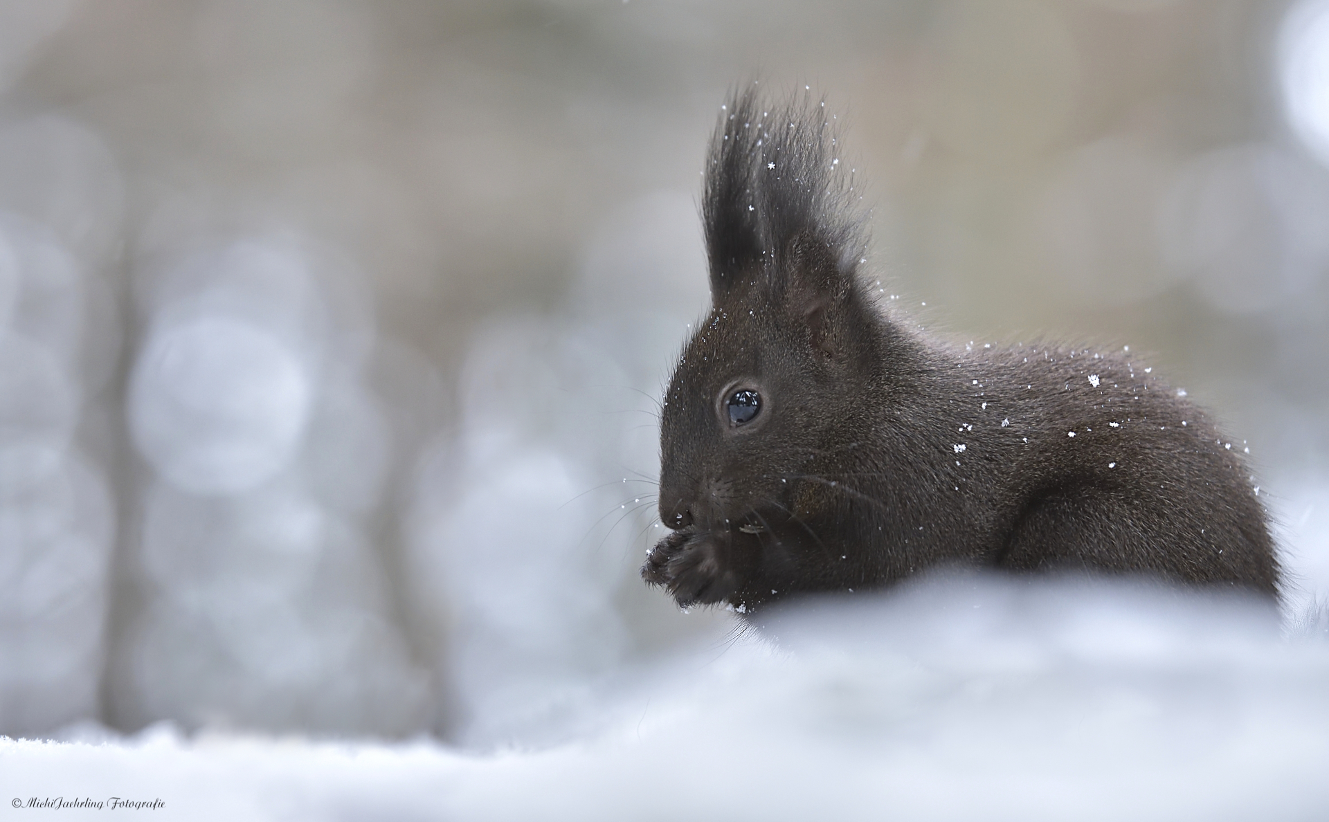 Schneehöhrnchen