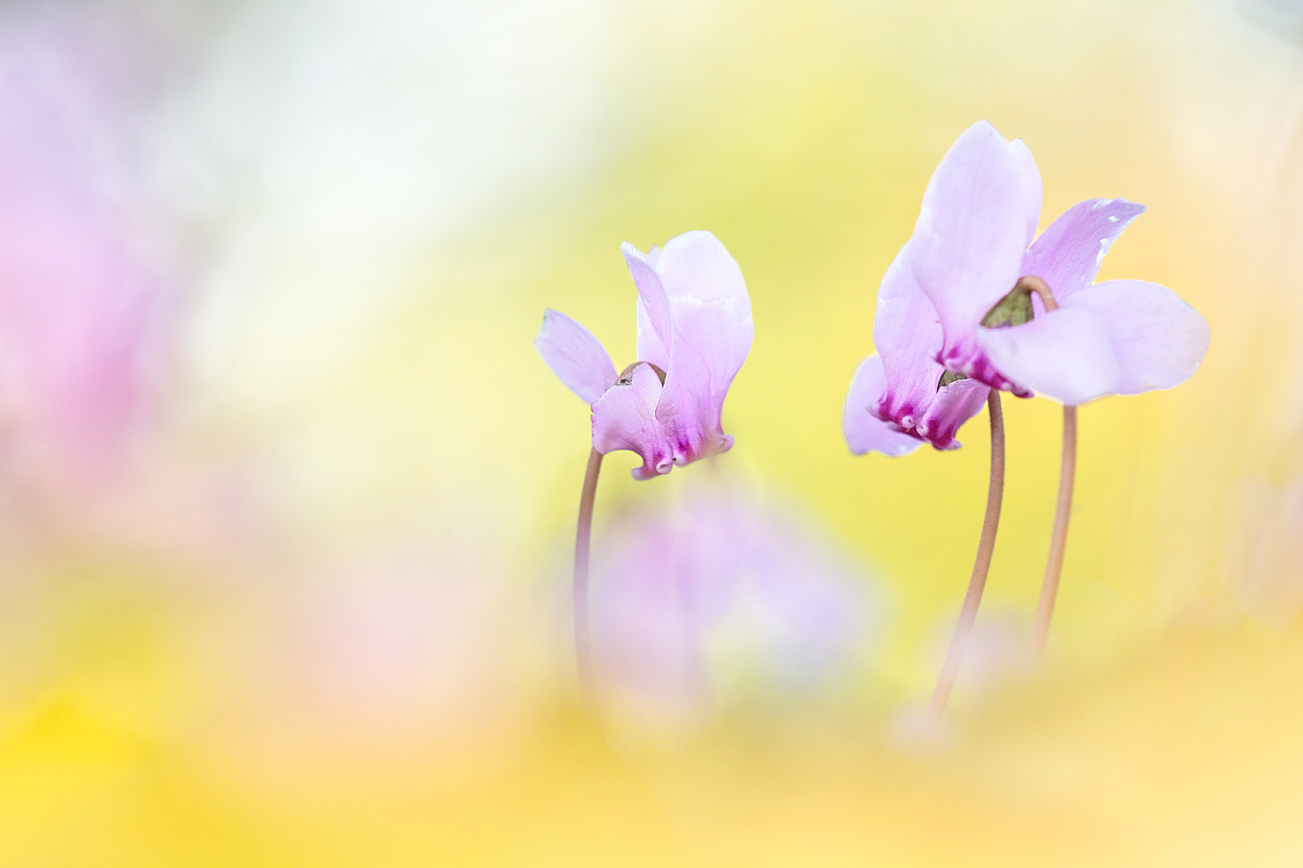 Etwas Farbe im Novembergrau