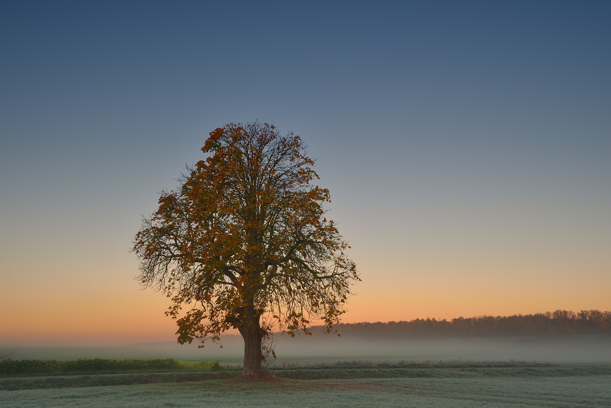 Morgennebel