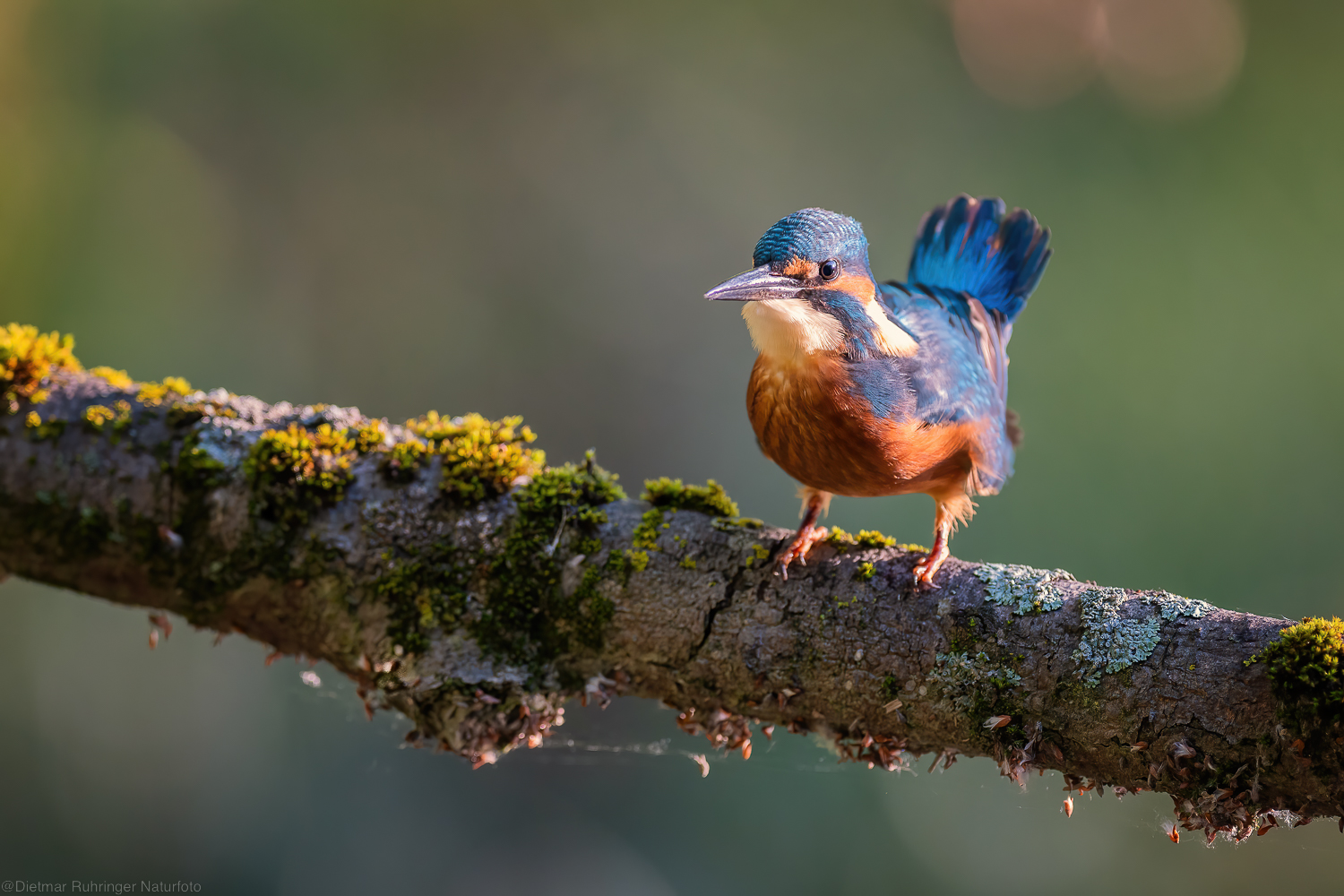 Eisvogel