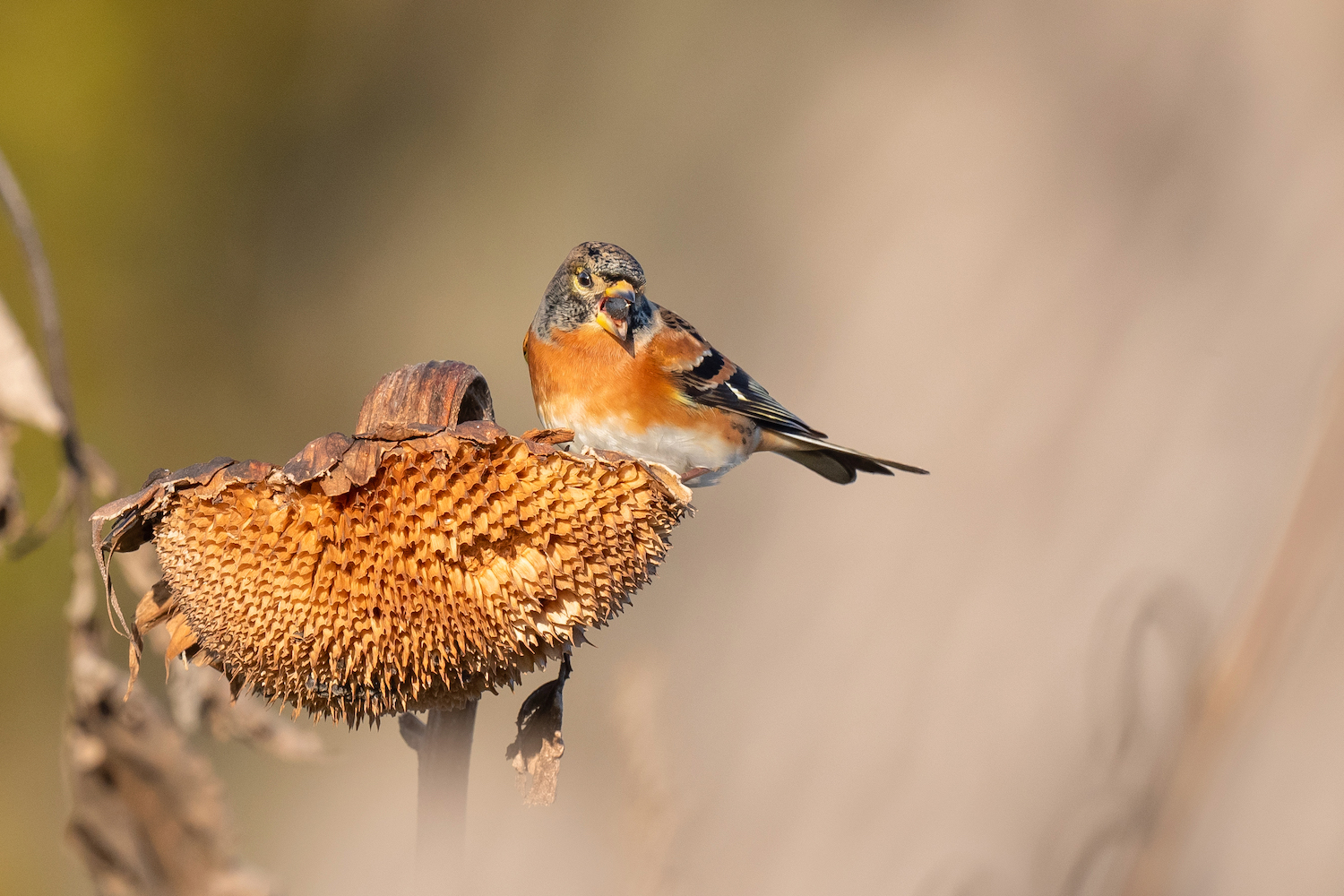 Vögel im Blühstreifen: 5. Bergfinkmännchrn