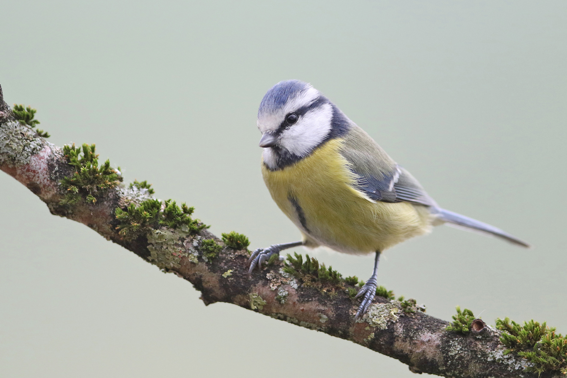 Blaumeise (Cyanistes caeruleus)