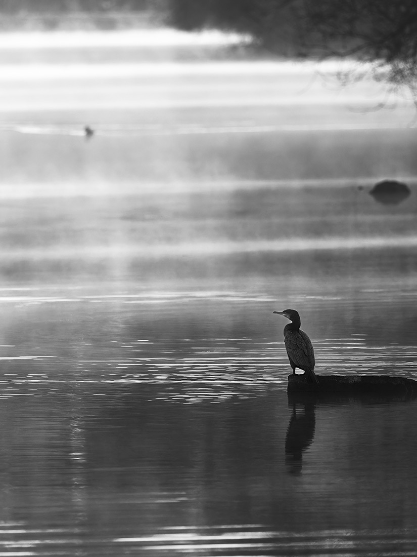 Kormoran im ersten Licht