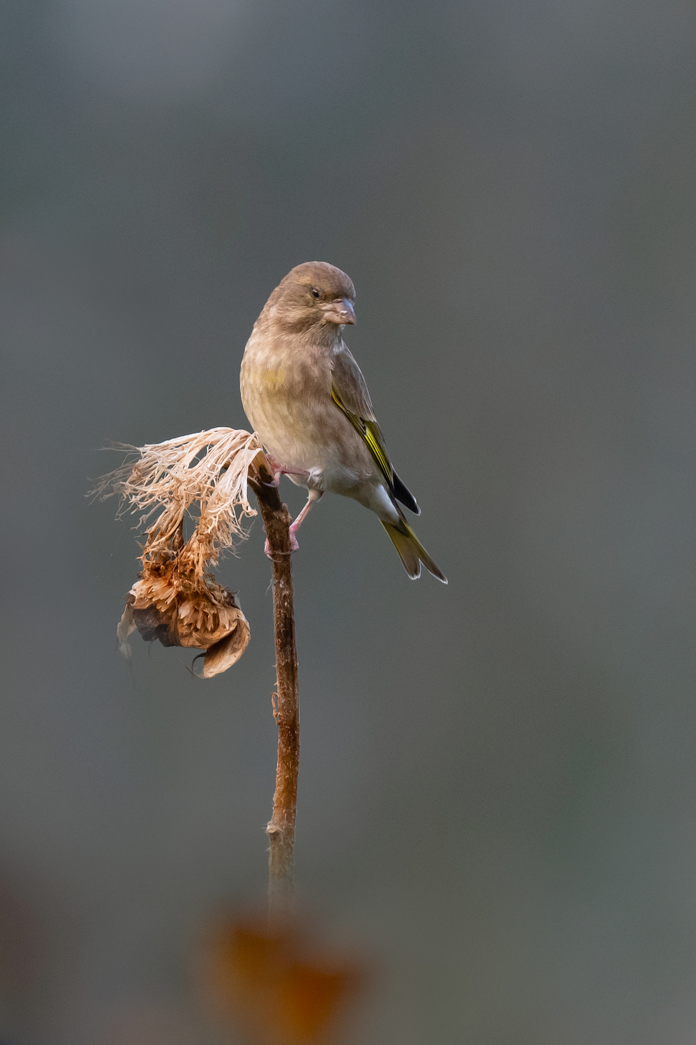 Vögel im Sonnenblumenfeld: 6. Grünfink