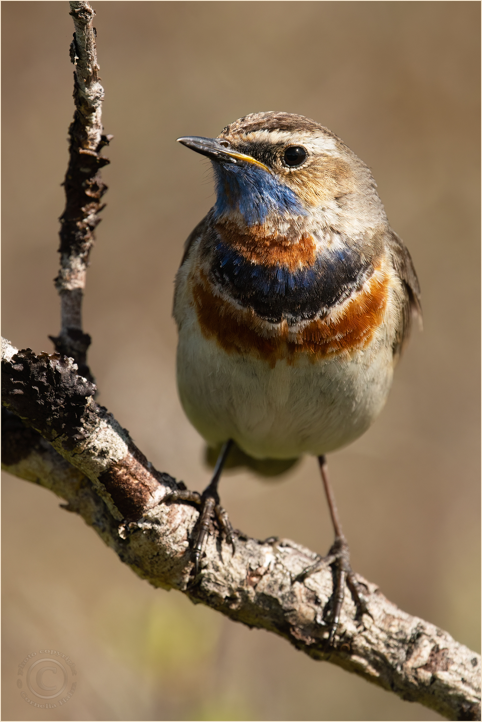 Tundrablaukehlchen