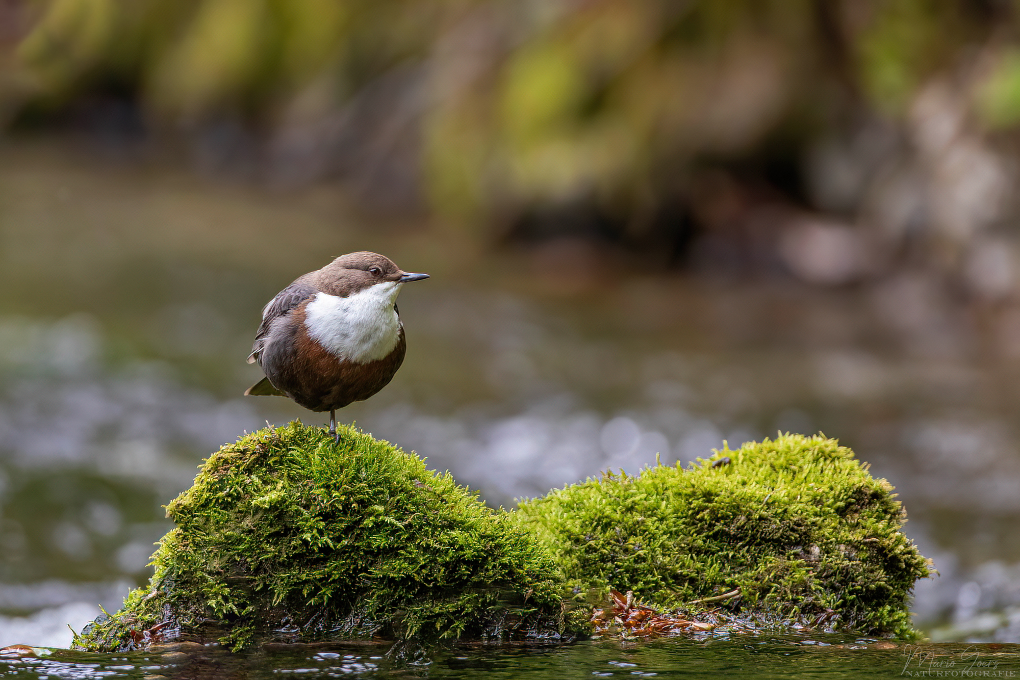 Wasseramsel am Bach