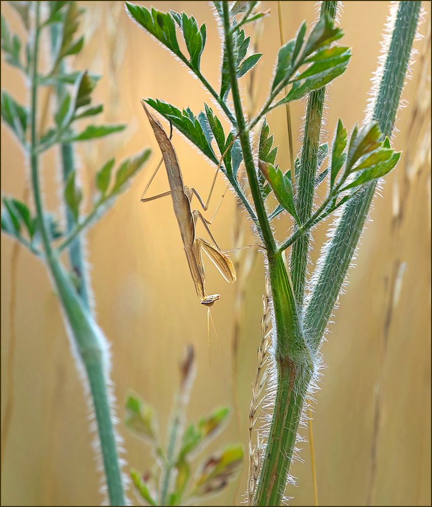 *Mantis mittig*