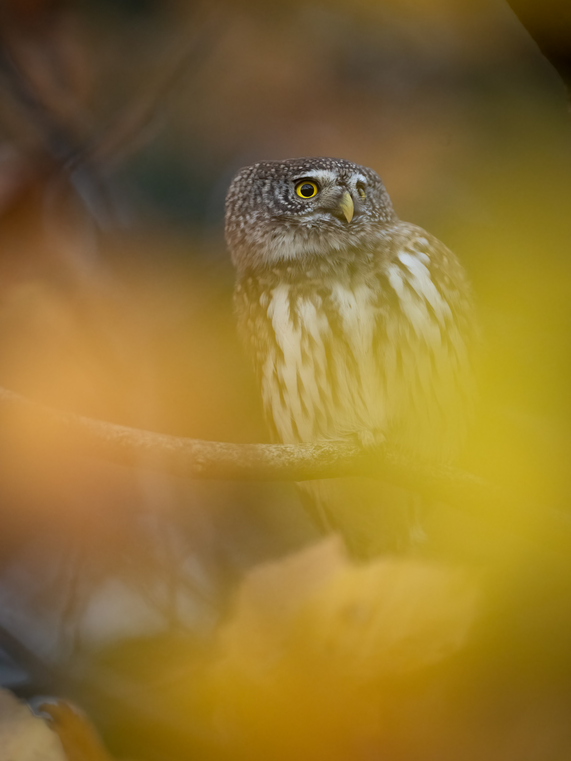 Im Herbstwald