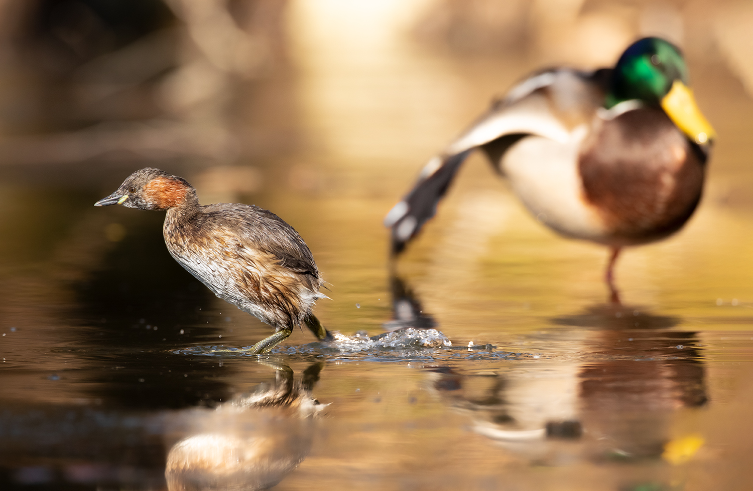 Der Flusswasserläufer