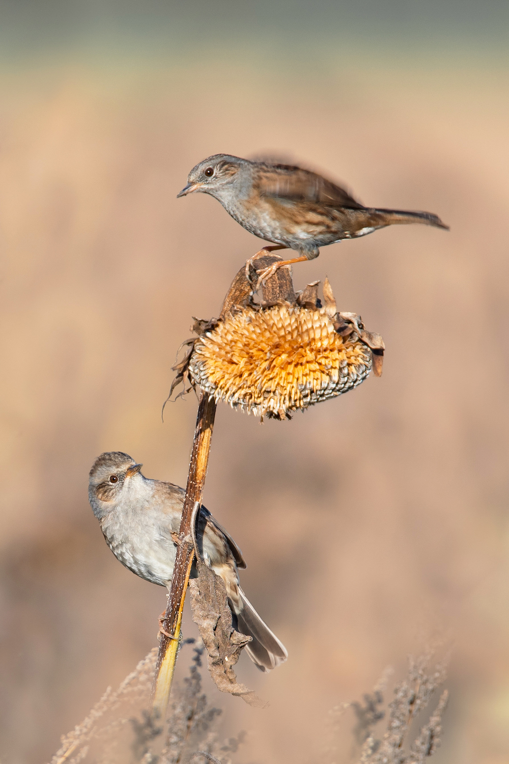 Vögel im Blühstreifen: 7. Heckenbraunellen II