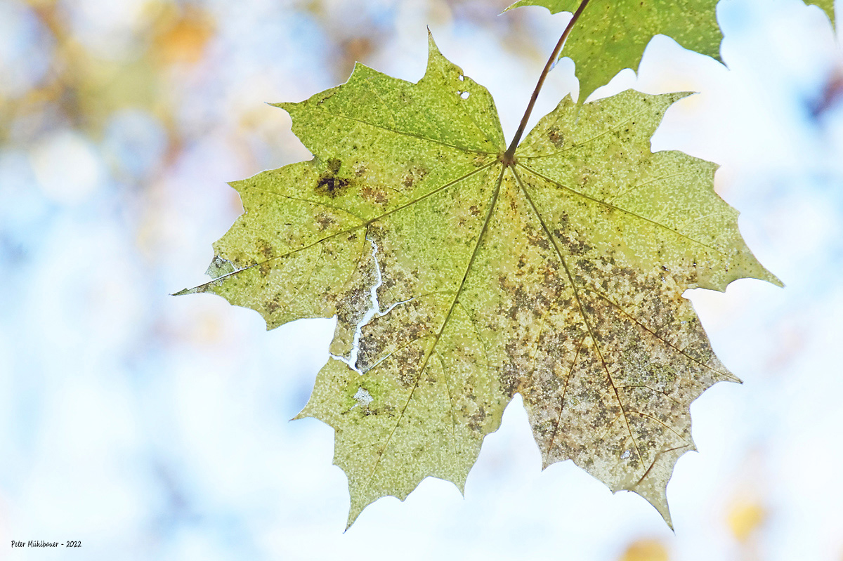 Ahornblatt in der Herbstsonne