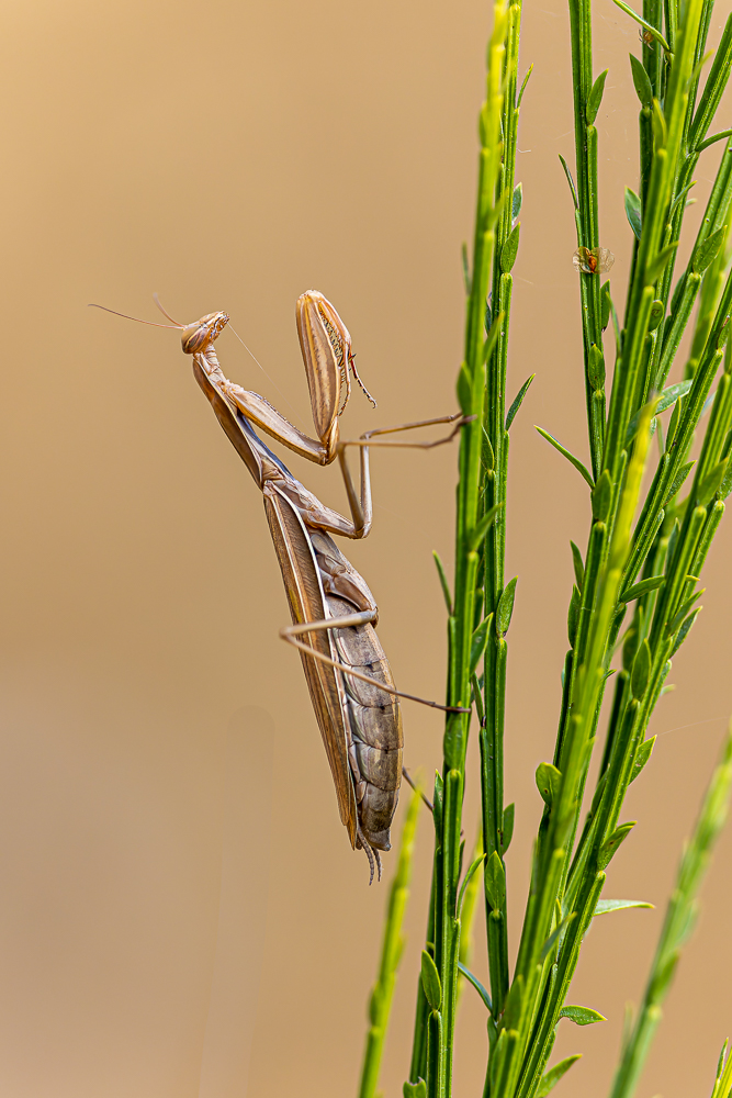 Mantis auf Ginster