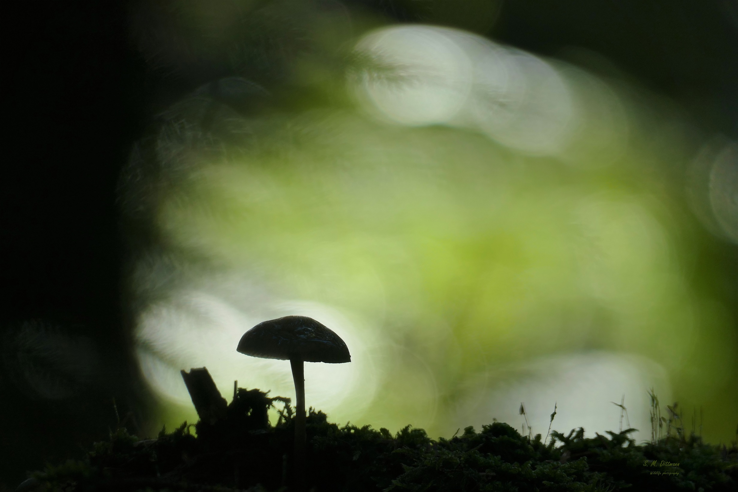 Das Fenster im Wald